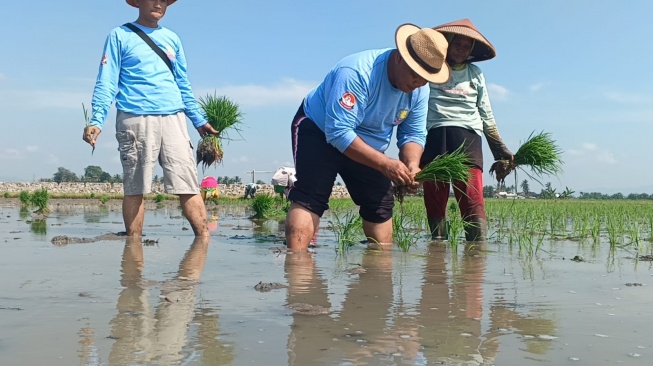 Jurus Jitu Petani Serang: Terapkan Demplot, Panen Padi Auto Melimpah