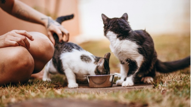 Bukan Perspektif Antikucing: Sederhana, tapi Bikin Cat Lovers Darah Tinggi