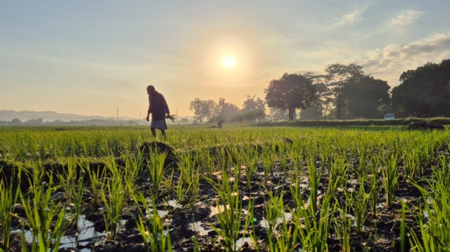 Kemarau Basah 2025: BMKG Ungkap Peluang Emas untuk Petani