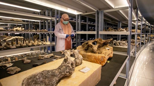 Konservator memeriksa data fosil dan benda purbakala di ruang penyimpanan Laboratorium Konservasi Museum dan Cagar Budaya Klaster Bukuran, Kalijambe, Sragen, Jawa Tengah, Rabu (9/7/2025). [ANTARA FOTO/Mohammad Ayudha/nym]