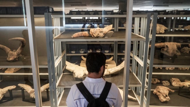 Pengunjung melihat koleksi fosil dan benda purbakala di ruang penyimpanan Museum Manusia Purba Klaster Bukuran, Kalijambe, Sragen, Jawa Tengah, Senin (7/7/2025). [ANTARA FOTO/Mohammad Ayudha/nym]