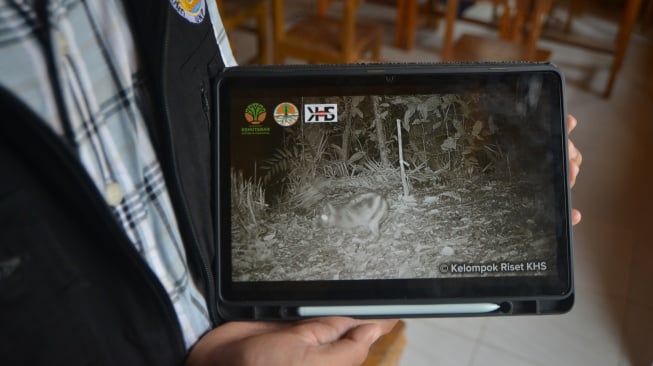 Tim Riset Keanekaragaman Hayati Sumatera dari Universitas Negeri Padang (UNP), Sandi Fransisco Pratama menunjukan rekaman kamera jebak kelinci belang Sumatera (Nesogalus netscheri) di Tanah Datar, Sumatera Barat, Jumat (11/7/2025). [ANTARA FOTO/Iggoy el Fitra/sgd]