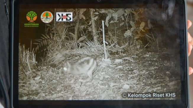 Penampakan Langka, Kelinci Belang Sumatera Terekam di Kawasan Konservasi Bukit Barisan
