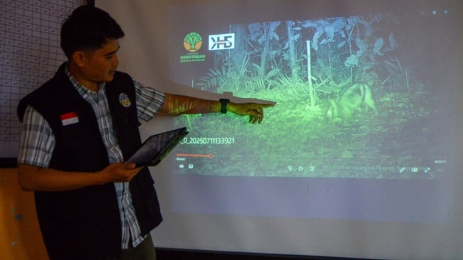 Tim Riset Keanekaragaman Hayati Sumatera dari Universitas Negeri Padang (UNP), Sandi Fransisco Pratama menunjukan rekaman kamera jebak kelinci belang Sumatera (Nesogalus netscheri) di Tanah Datar, Sumatera Barat, Jumat (11/7/2025). [ANTARA FOTO/Iggoy el Fitra/sgd]