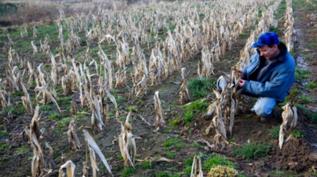 Cuaca Tak Bisa Diprediksi: Kemarau Basah, Petani Terjepit