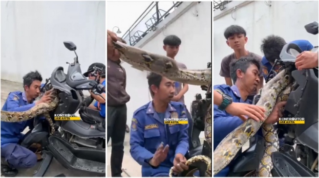 Damkar evakuasi ular sanca di dalam motor matic (Instagram)