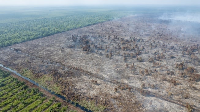 Foto udara kondisi kebakaran hutan dan lahan (karhutla) di lahan gambut Desa Gambut Jaya, Muaro Jambi, Jambi, Kamis (24/7/2025). [ANTARA FOTO/Wahdi Septiawan/bar]