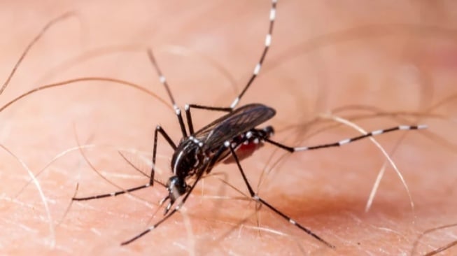 Chikungunya Mengintai: WHO Desak Tindakan Darurat Global