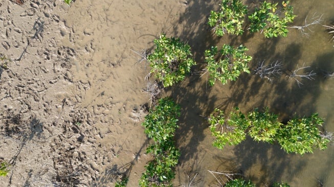 Penanaman bibit mangrove di Kawasan Wisata Mangrove Tulaika, Kelurahan Mebba, Kecamatan Sabu Barat, Rabu (23/7/2025).(Dokumentasi pribadi)