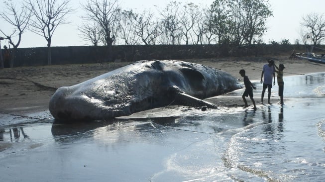 Sejumlah warga melihat bangkai paus sperma (Physeter macrocephalus) yang terdampar di Pantai Desa Sletreng, Kecamatan Kapongan, Situbondo, Jawa Timur, Sabtu (26/7/2025). [ANTARA FOTO/Seno/nym]