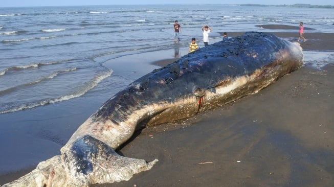 Sejumlah warga melihat bangkai paus sperma (Physeter macrocephalus) yang terdampar di Pantai Desa Sletreng, Kecamatan Kapongan, Situbondo, Jawa Timur, Sabtu (26/7/2025). [ANTARA FOTO/Seno/nym]