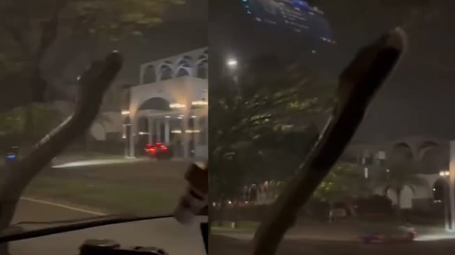 Viral Ular Besar Tiba-tiba Merayap di Kaca Mobil Saat Melaju, Pengendara Panik