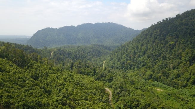 Ekspansi Tambang Nikel Ancam Nilai Ekonomi Hutan Morowali yang Capai Rp 2,81 Triliun per Tahun