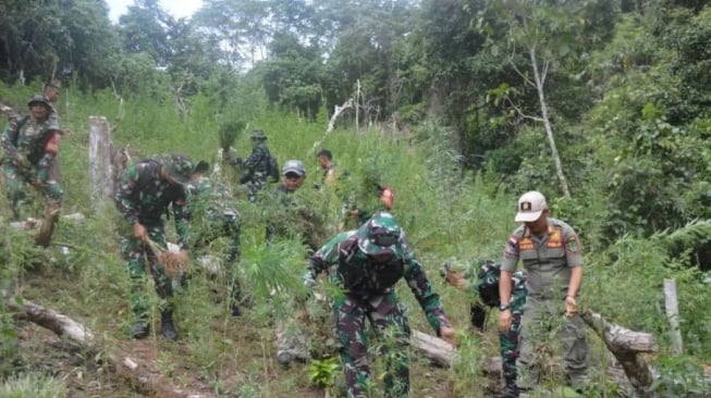 3 Hektare Ladang Ganja Ditemukan di Madina, Ditanami 30 Ribu Batang