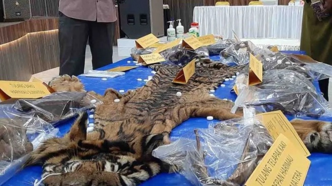 5 Terdakwa Penjual Kulit Harimau Dituntut 22 Tahun Penjara