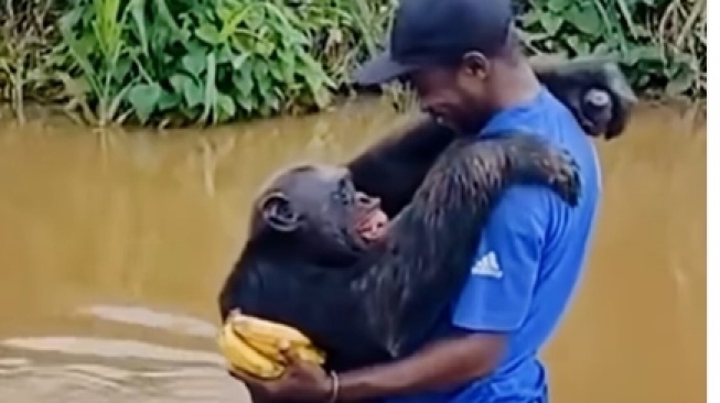 Pelukan Simpanse Viral Itu Bukan untuk Pisang tapi untuk 'Ayah' yang Menyelamatkannya