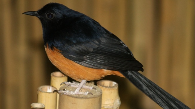 Rekomendasi Pakan Alami Burung Murai untuk Kicau Nyaring dan Bebas Stres