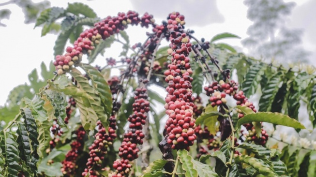 Bukan Sekadar Jargon, Ini Bukti Nyata Jember Surga Kopi Indonesia