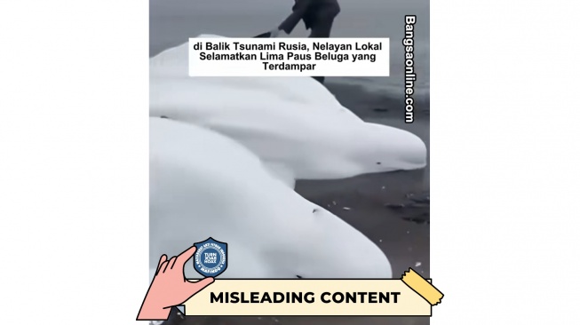 CEK FAKTA, Video Viral Paus Beluga Terdampar di Rusia Sudah Beredar. [TurnBackHoax.id]