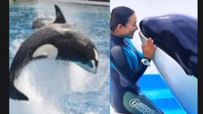 Siapa Jessica Radcliffe? Pelatih Lumba-lumba Viral Dimakan Paus Hidup-hidup, Ternyata Hoaks!