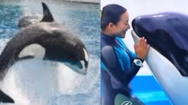 Video Detik-detik Pelatih Jessica Radcliffe Tewas Dimakan Paus Orca Viral, Hoaks Canggih Buatan AI