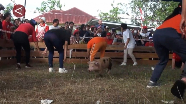 Lomba Tangkap Babi Buta ala Warga Dayak Palangka Raya yang Bikin Ngakak!
