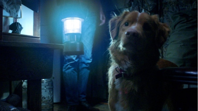 Sinopsis Good Boy, Film Horor Tak Biasa yang Diceritakan Lewat Sudut Pandang Anjing