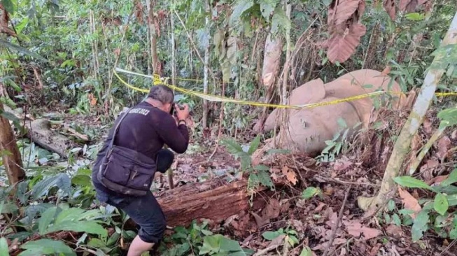 Seekor Gajah Jantan Ditemukan Mati di Aceh Timur