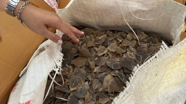 Penyelundupan Sisik Trenggiling Senilai Rp 1,2 Miliar di Batam Digagalkan