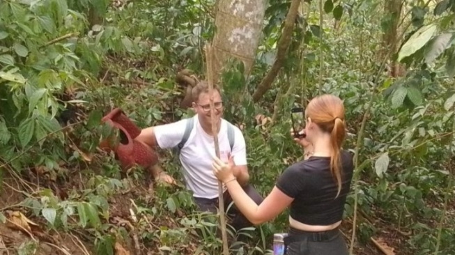 Bunga Rafflesia Arnoldi Mekar Lagi di Solok, Wisatawan Mancanegara Mulai Berdatangan