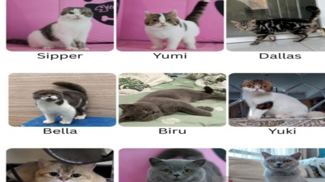Sembilan ekor kucing peliharaan Uya Kuya yang masih hilang usai rumahnya dijarah massa. (ANTARA/HO-IG King-uyakuya