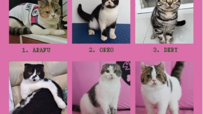 Viral Kucing Uya Kuya Ditemukan Kurus dan Sakit, Picu Dugaan Penelantaran