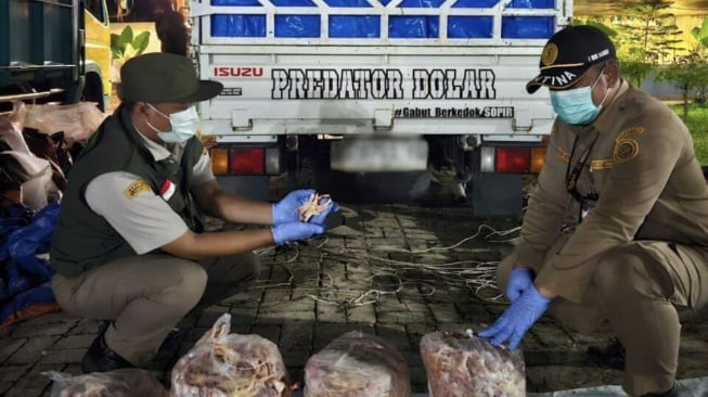 10,8 Ton Ceker Ayam Ilegal Digagalkan di Lampung!