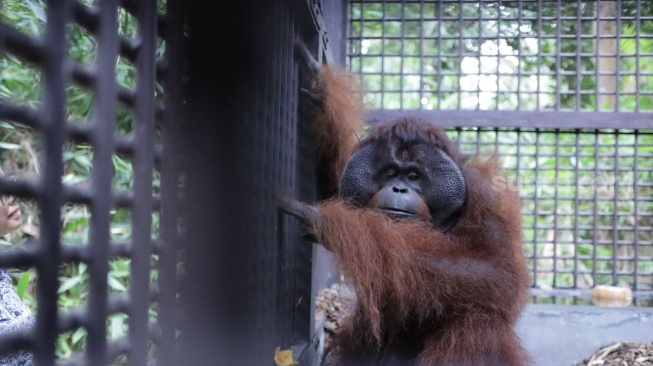 Orang utan bernama Mungky. [Ist]