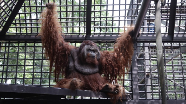 Setelah 10 Tahun Rehabilitasi, Dua Orang Utan Kalimantan Menetap di Suaka IKN