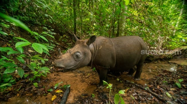 Kalimantan Timur Jadi Rumah Terakhir Badak Bercula Dua