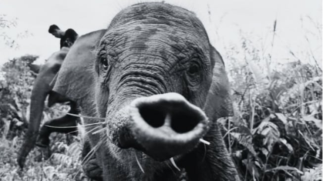 Menguak EEHV, Virus yang Renggut Nyawa Gajah Tari