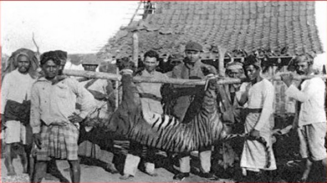 Bukan Harimau Sumatera, Spesies Hewan dari Bali Ini Ternyata Terkenal Terkecil di Dunia