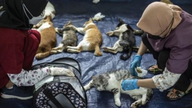 Jakarta Siaga Rabies: 13.500 Hewan Sudah Disteril, Kucing Jadi Prioritas!