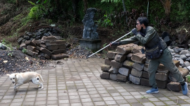 Petugas membius seekor anjing liar dengan menggunakan tulup di Pura Siwa, Desa Pujungan, Tabanan, Bali, Kamis (25/9/2025).  [ANTARA FOTO/Nyoman Hendra Wibowo/tom]