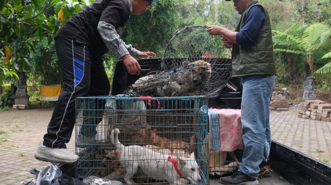 Petugas menangkap sejumlah anjing liar untuk dievakuasi ke tempat penampungan di Pura Siwa, Desa Pujungan, Tabanan, Bali, Kamis (25/9/2025). [ANTARA FOTO/Nyoman Hendra Wibowo/tom]