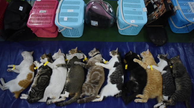 Sejumlah kucing jantan tidur dalam pengaruh bius usai disterilisasi di Balai Warga RW.09 Pondok Kelapa, Jakarta Timur, Jumat (26/9/2025).  [ANTARA FOTO/Indrianto Eko Suwarso/foc]