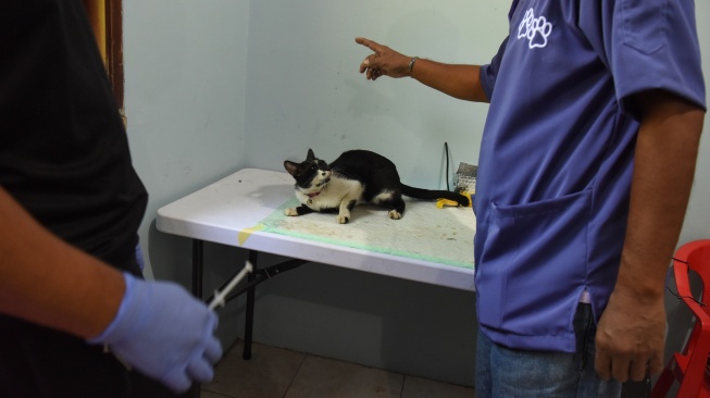 Petugas medis dari Dinas KPKP Jakarta Timur mencoba menangkap kucing jantan yang akan dibius untuk disterilisasi di Balai Warga RW.09 Pondok Kelapa, Jakarta Timur, Jumat (26/9/2025). [ANTARA FOTO/Indrianto Eko Suwarso/foc]