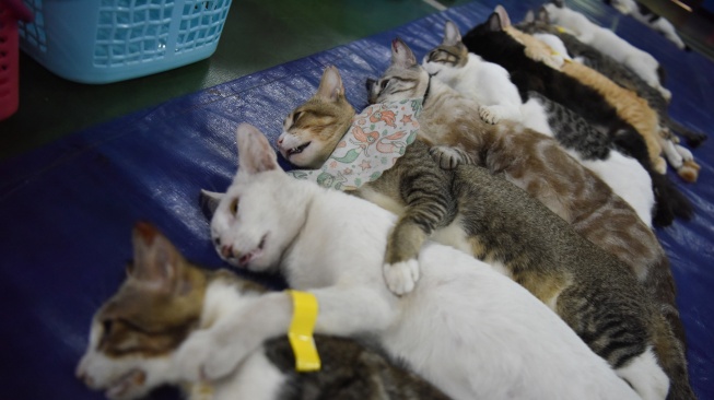 Sejumlah kucing jantan tidur dalam pengaruh bius usai disterilisasi di Balai Warga RW.09 Pondok Kelapa, Jakarta Timur, Jumat (26/9/2025).  [ANTARA FOTO/Indrianto Eko Suwarso/foc]
