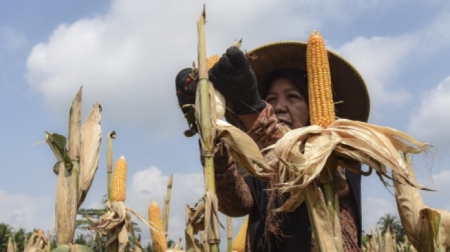 Petani Tuban Ubah Bonggol Jagung Jadi Sumber Energi Bersih