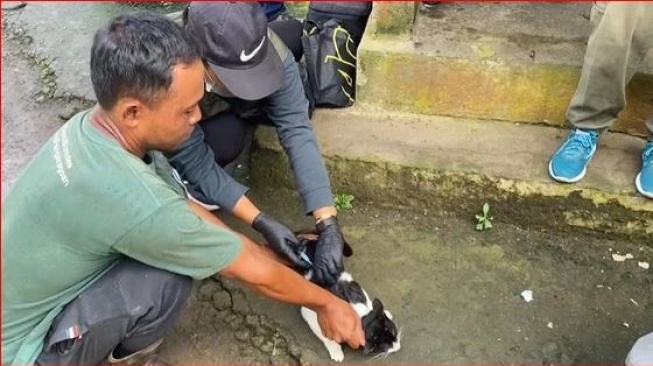 Rabies Merebak di Jembrana, Lonjakan Kasus Mengkhawatirkan di 2025