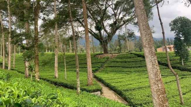 Intip Pesona Agrowisata Tambi Wonosobo, Tembus 6 Besar Wonderful Indonesia Award 2025