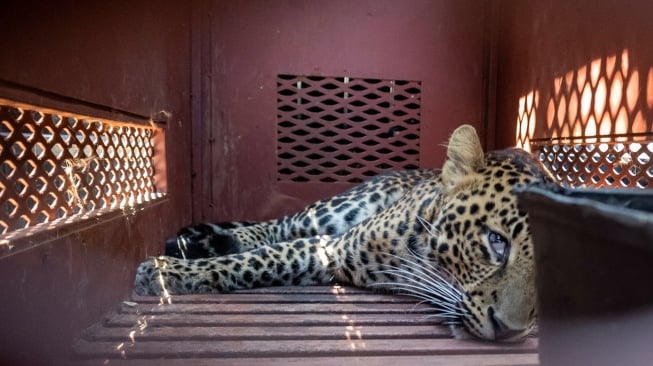 Seekor macan tutul (Panthera pardus) berada di dalam kandang usai dievakuasi di Anugerah Hotel, Bandung, Jawa Barat, Senin (6/10/2025). [ANTARA FOTO/Abdan Syakura/tom]