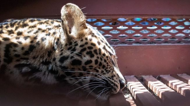 Seekor macan tutul (Panthera pardus) berada di dalam kandang usai dievakuasi di Anugerah Hotel, Bandung, Jawa Barat, Senin (6/10/2025). [ANTARA FOTO/Abdan Syakura/tom]