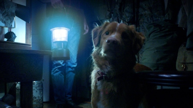 Good Boy Tayang di Bioskop Indonesia Hari Ini, Hadirkan Teror dari Sudut Pandang Anjing
